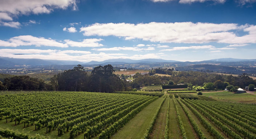 Elmswood vineyard | Halliday Wine Companion